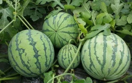 17草吃瓜网黑料爆料,黑料爆料背后的真相与争议