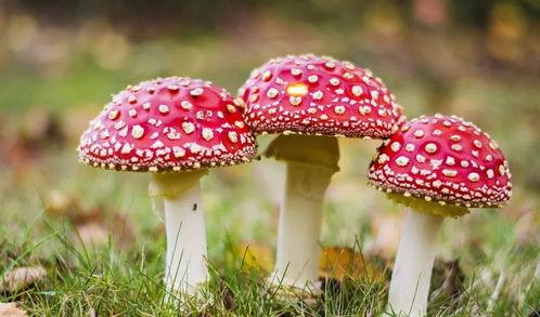 吃瓜爆料黑料蘑菇视频大全下载