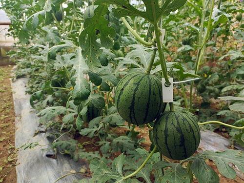 五一黑料吃瓜导航,揭秘五一假期热门事件背后的真相